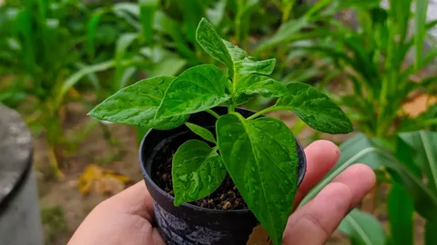 تصویر 4 از نشا فلفل دلمه ای گلخانه‌ ای با باردهی طولانی